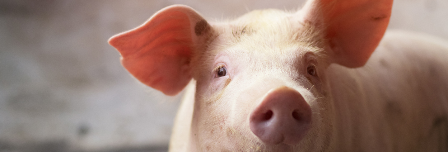 vivet_Schweine_Header